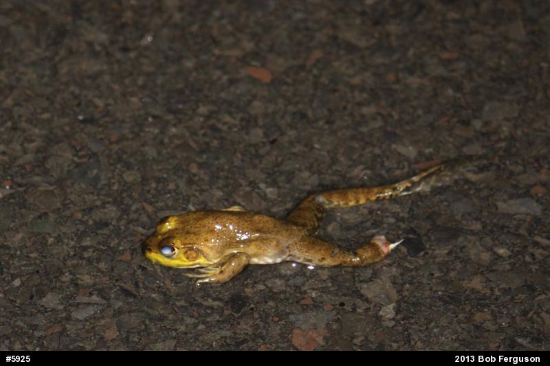 American Bullfrog