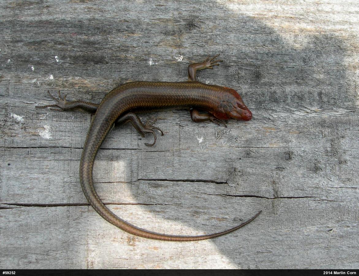 Common Five-lined Skink
