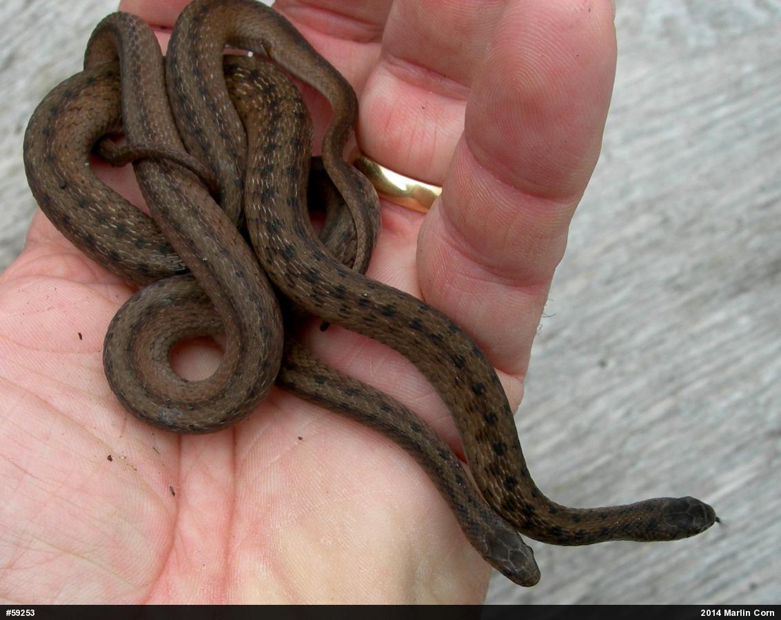 Dekay's Brownsnake