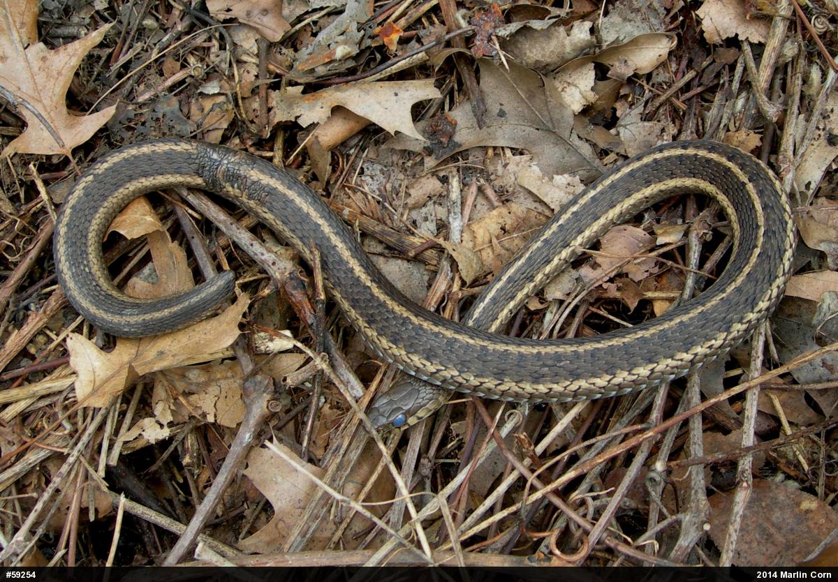 Eastern Gartersnake