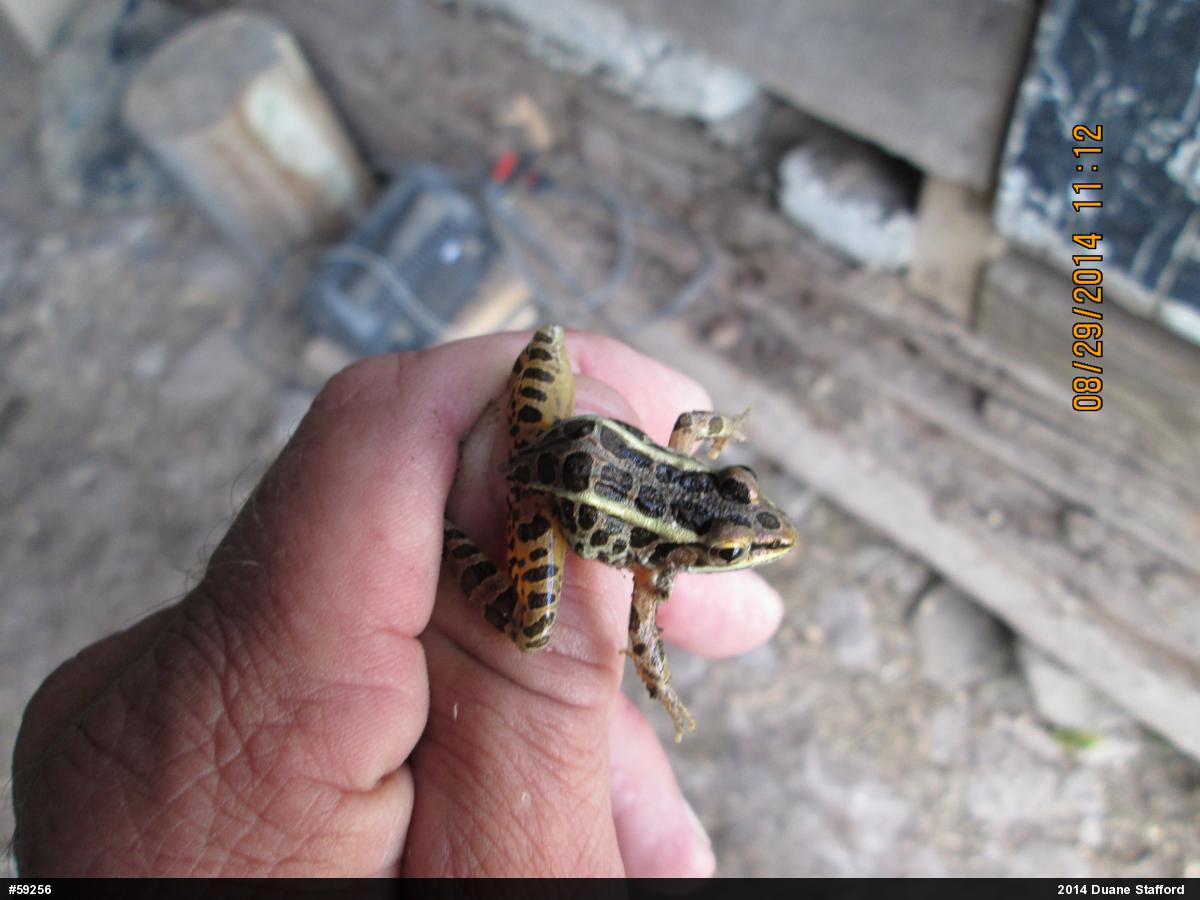 Pickerel Frog