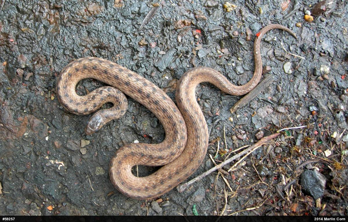 Dekay's Brownsnake