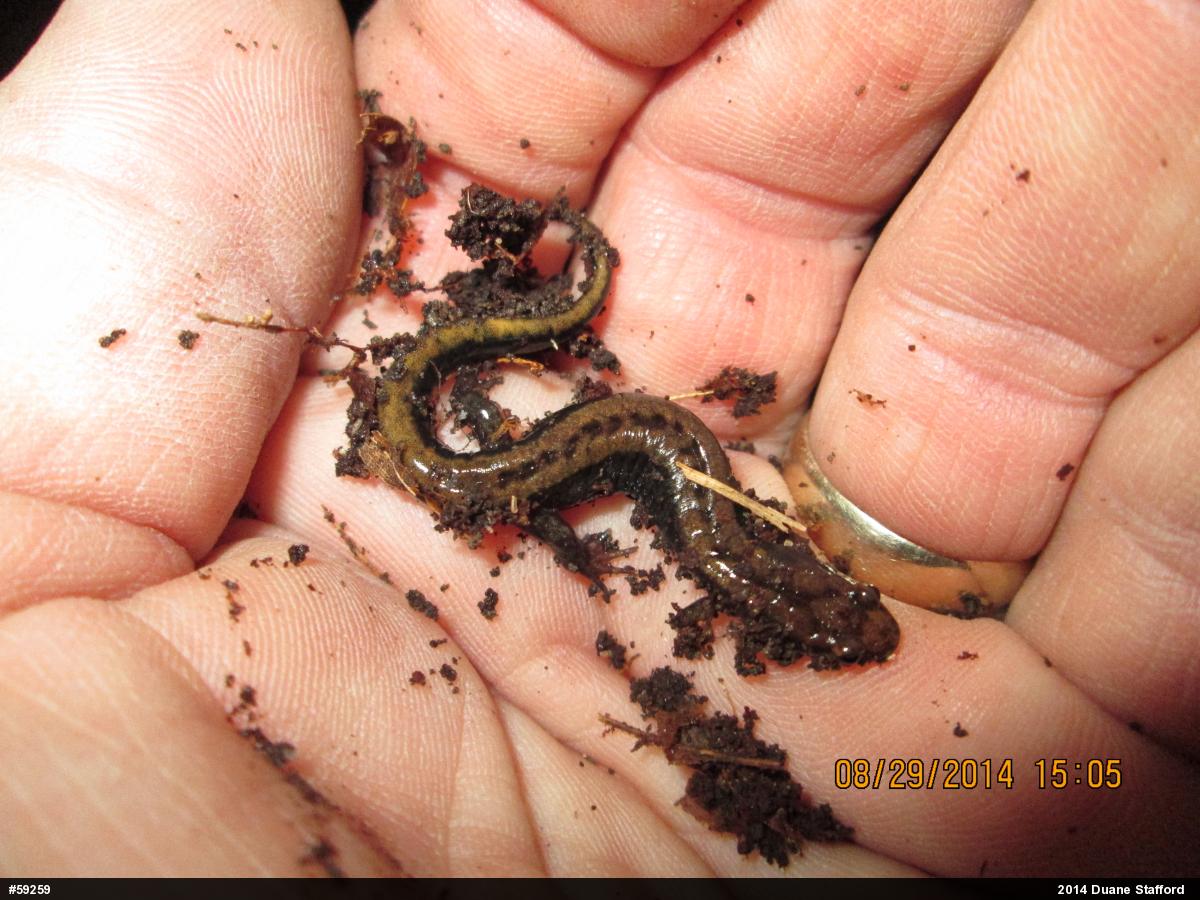 Allegheny Mountain Dusky Salamander