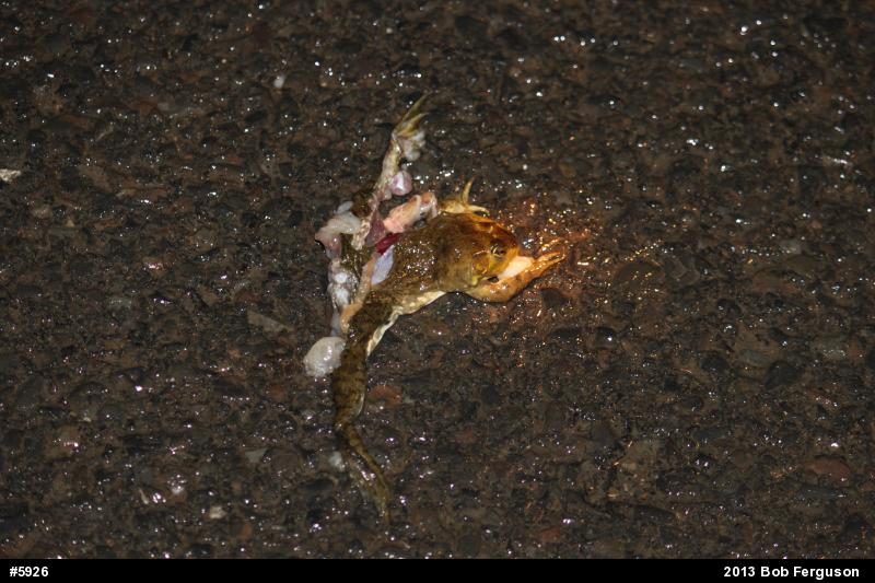 American Bullfrog