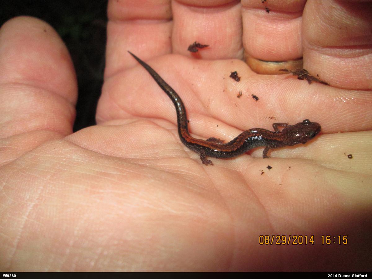 Eastern Red-backed  Salamander