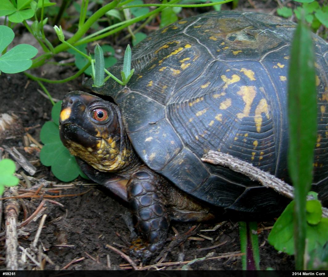 Eastern Box Turtle