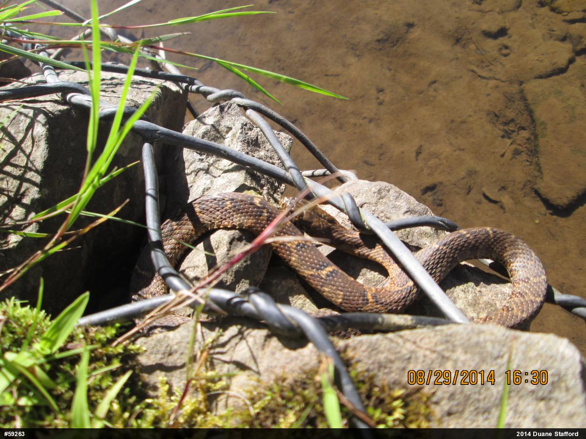 Northern Watersnake
