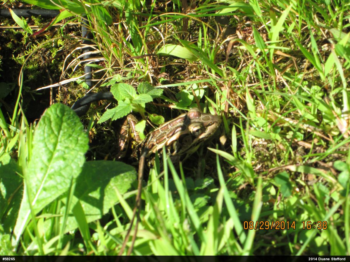 Pickerel Frog