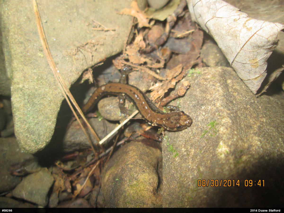 Allegheny Mountain Dusky Salamander