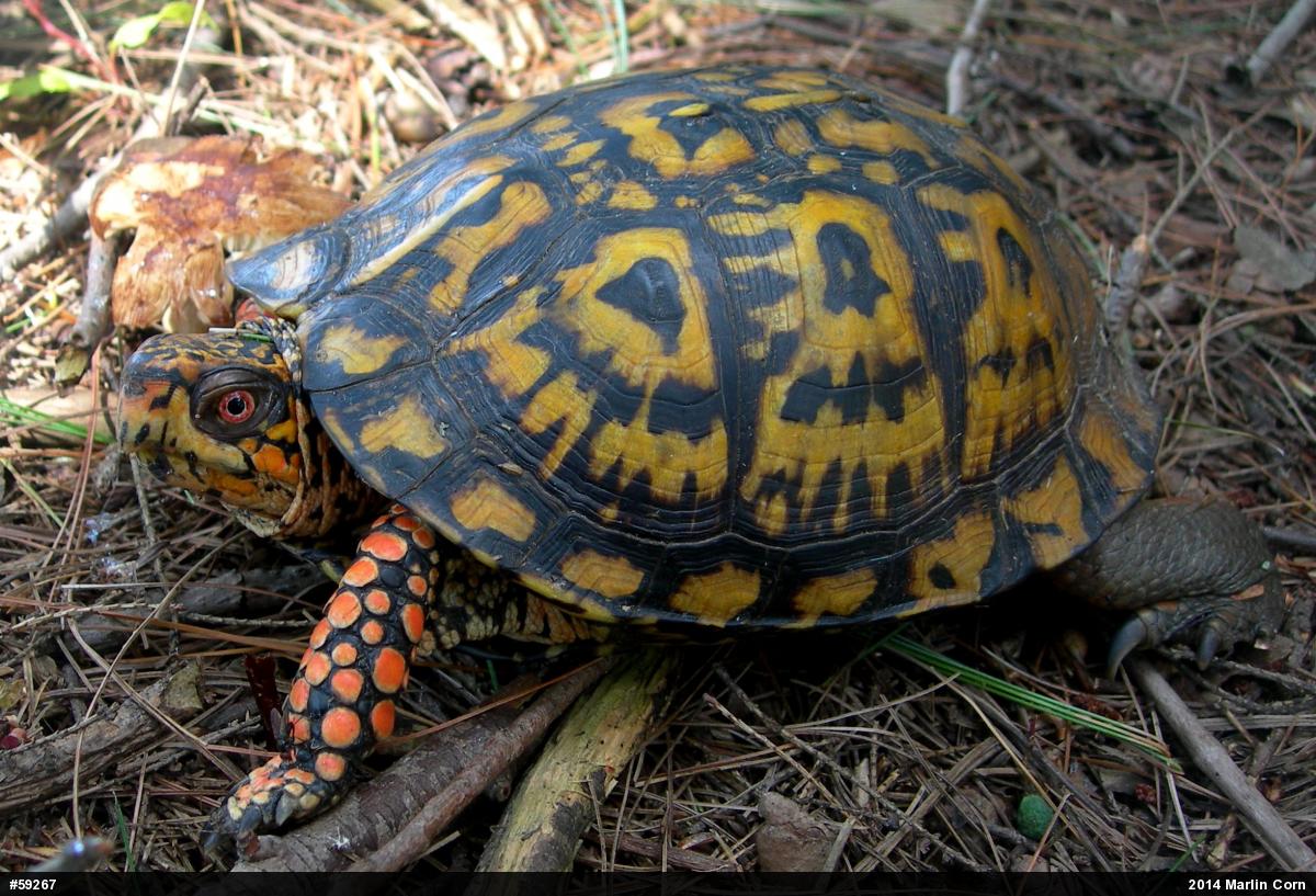 Eastern Box Turtle
