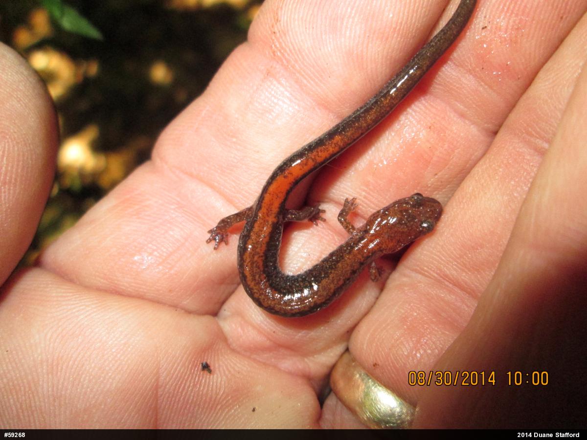 Eastern Red-backed  Salamander