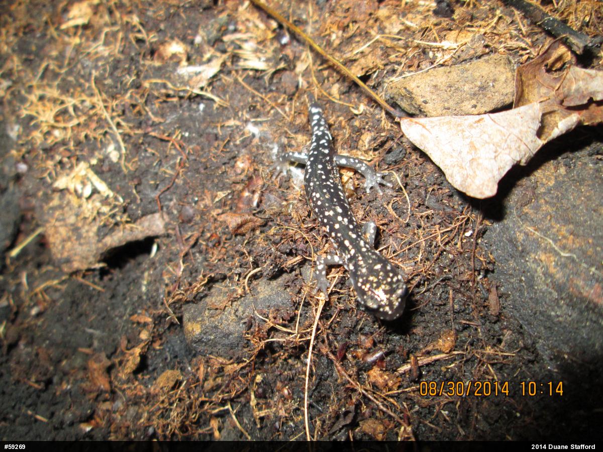 Northern Slimy Salamander