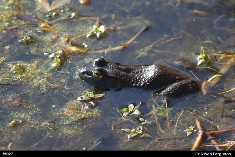 American Bullfrog
