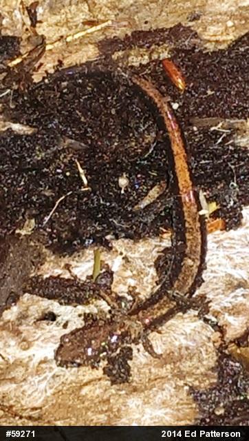 Eastern Red-backed  Salamander