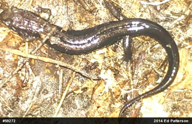 Allegheny Mountain Dusky Salamander