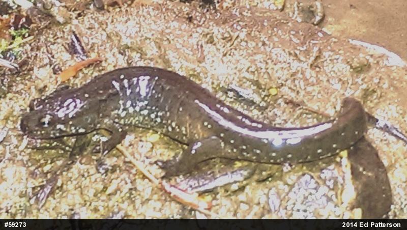 Northern Dusky Salamander