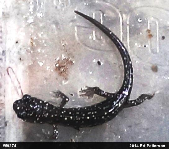 Northern Slimy Salamander