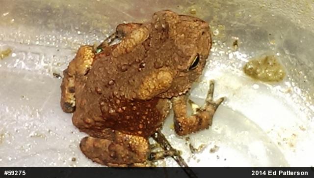 Eastern American Toad