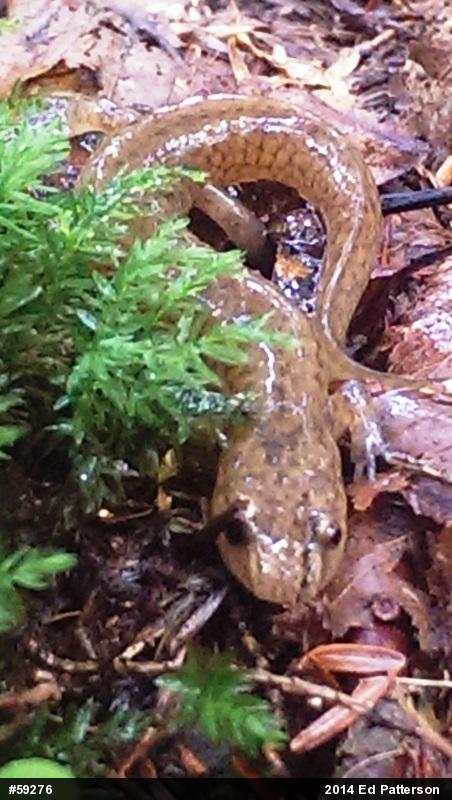 Northern Spring Salamander