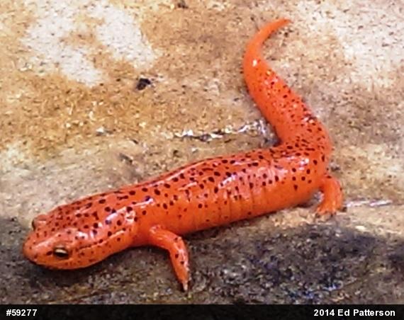 Northern Red Salamander