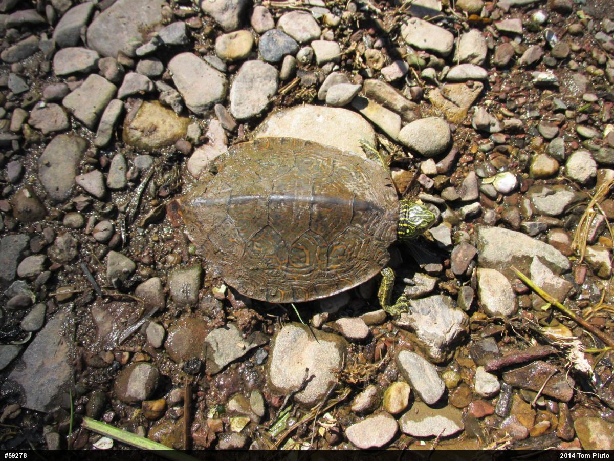 Northern Map Turtle