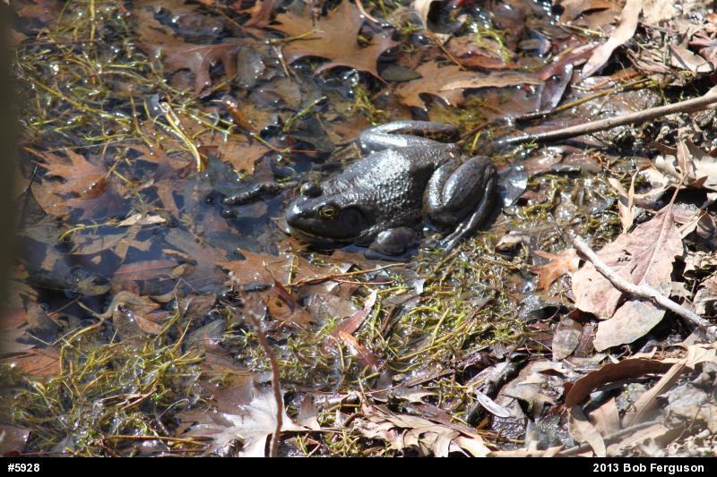 American Bullfrog