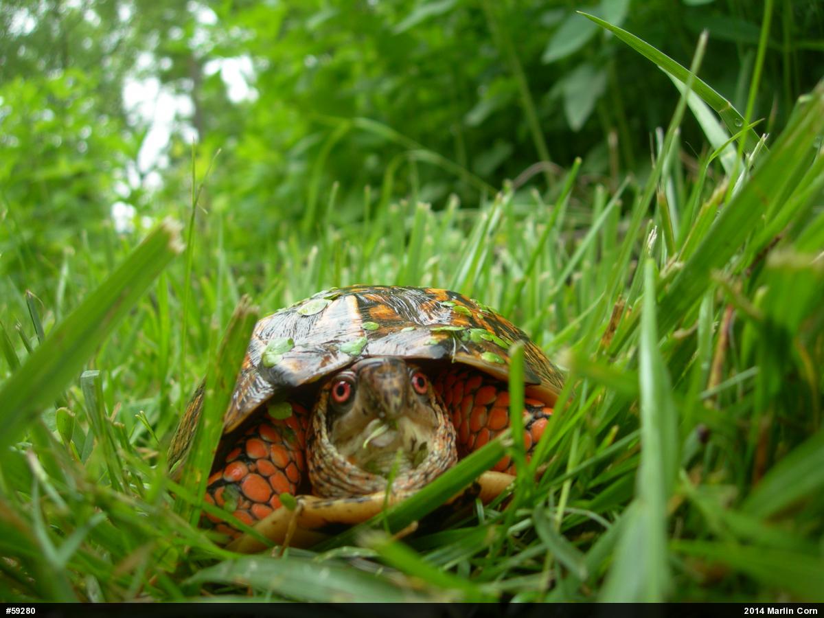 Eastern Box Turtle