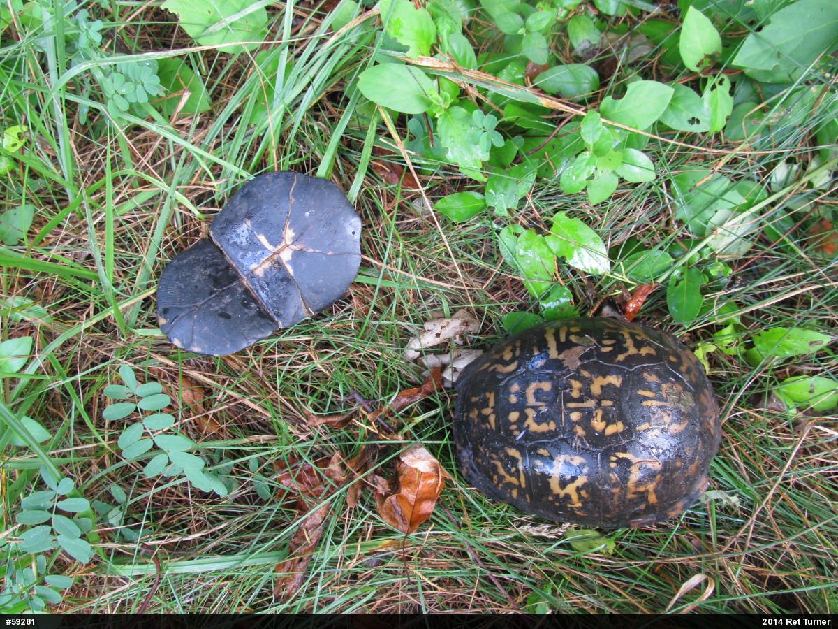 Eastern Box Turtle