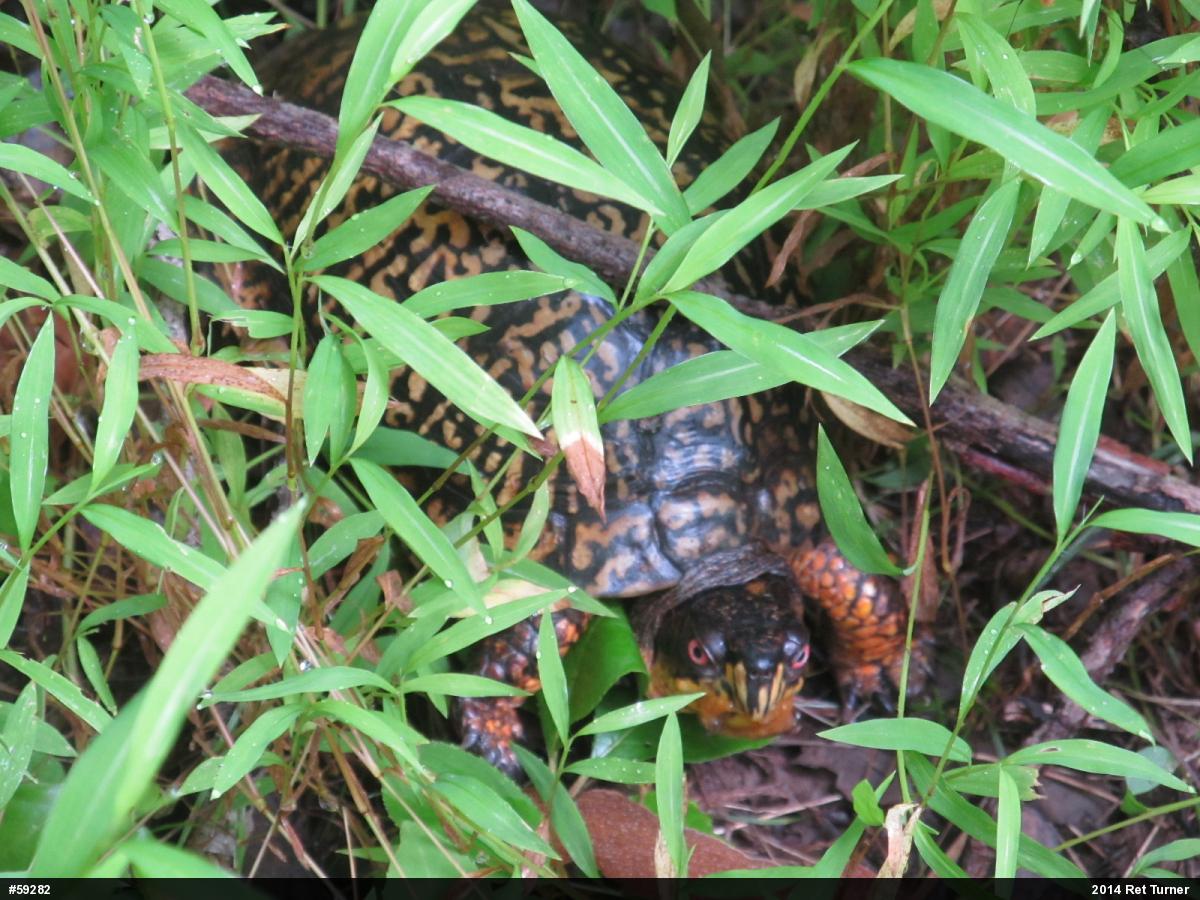 Eastern Box Turtle