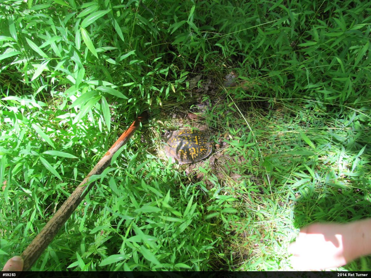 Eastern Box Turtle