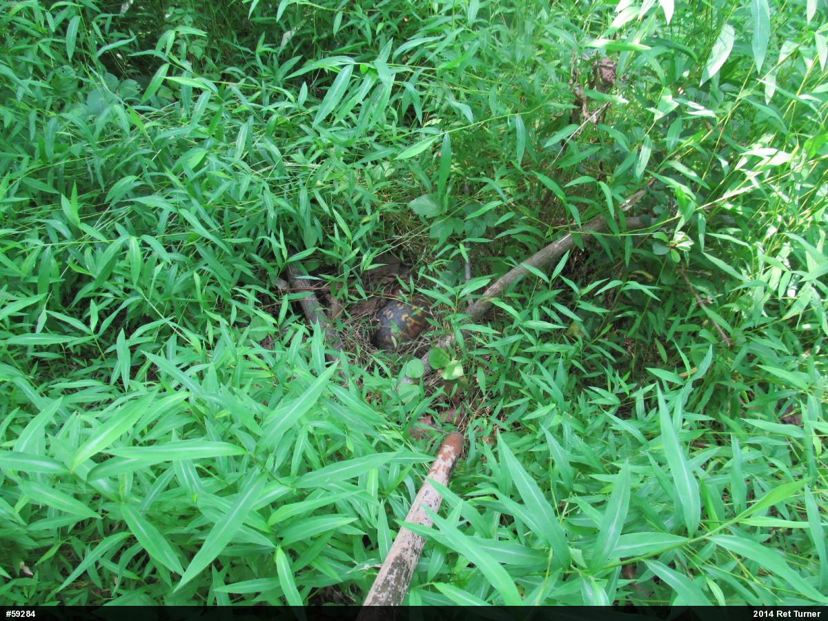 Eastern Box Turtle