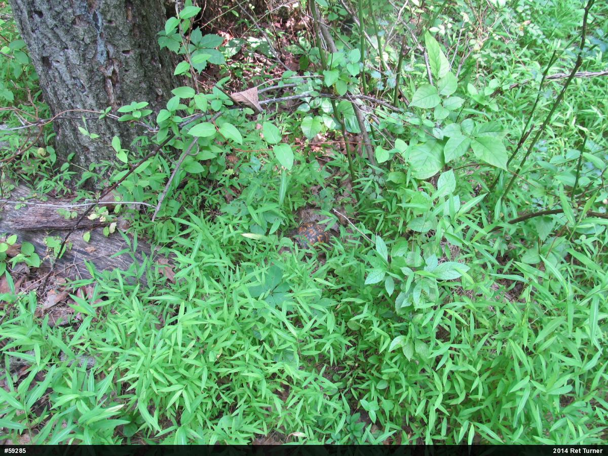 Eastern Box Turtle