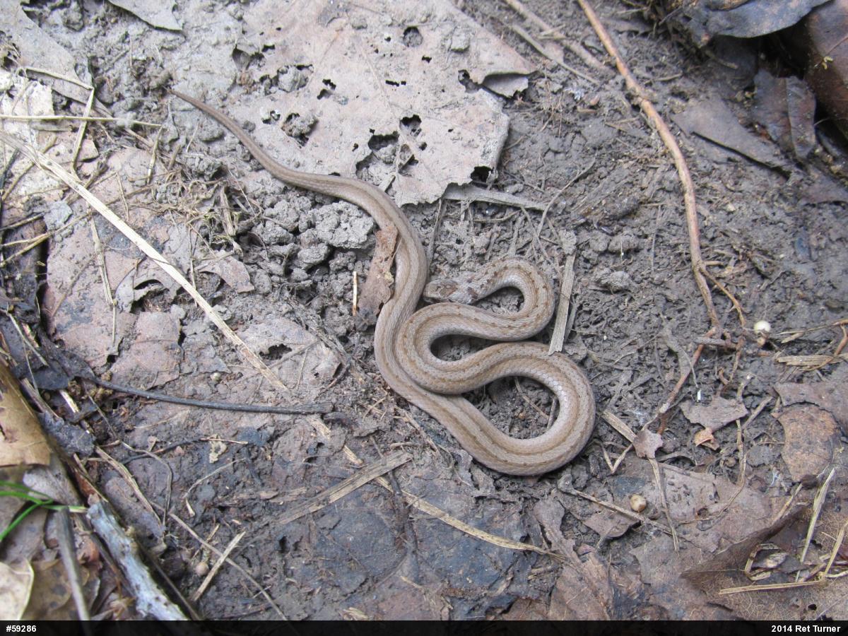 Dekay's Brownsnake