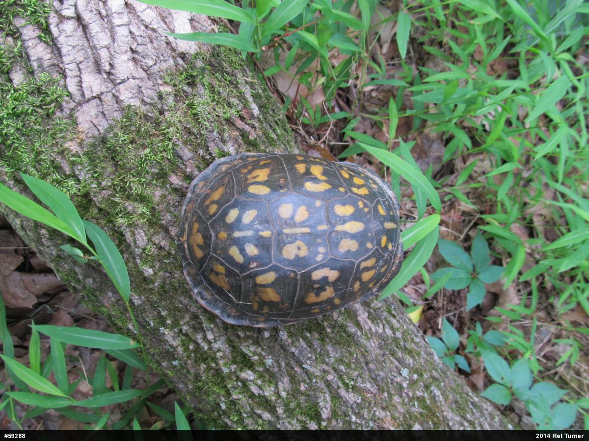 Eastern Box Turtle