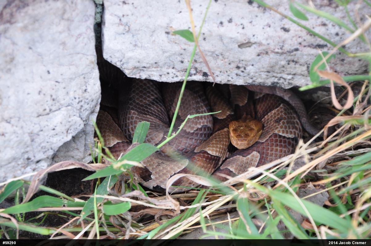 Northern Copperhead