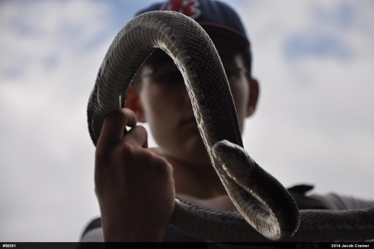 Eastern Ratsnake