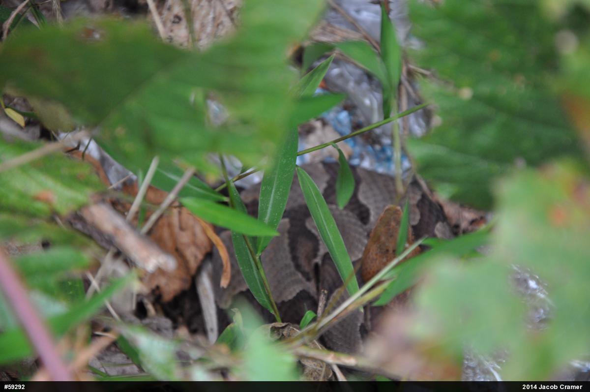 Northern Copperhead