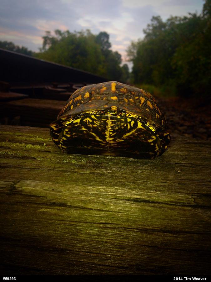 Eastern Box Turtle