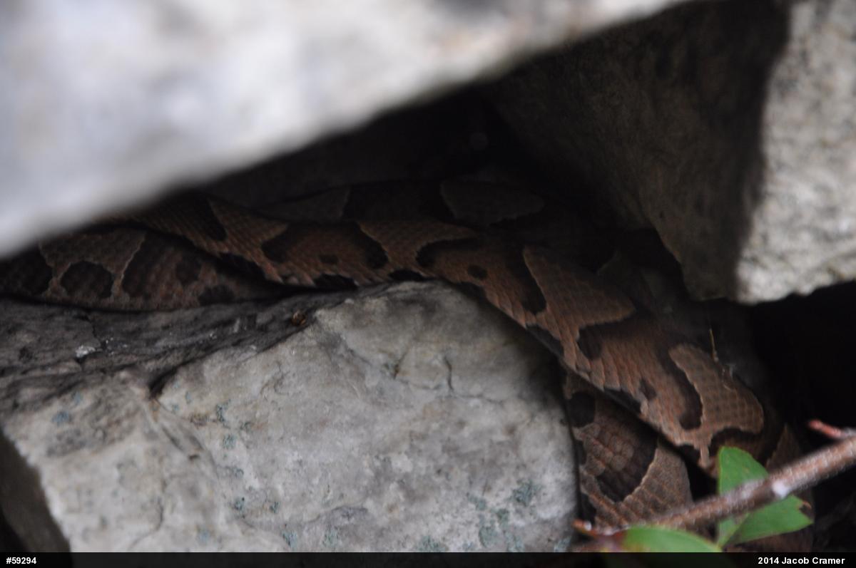 Northern Copperhead