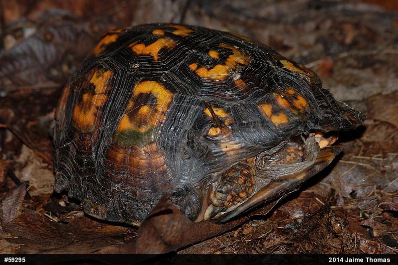 Eastern Box Turtle