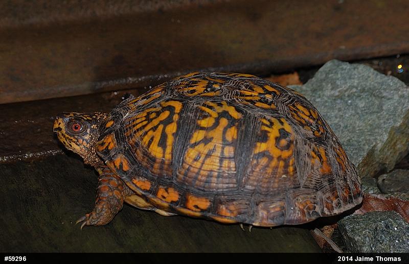 Eastern Box Turtle