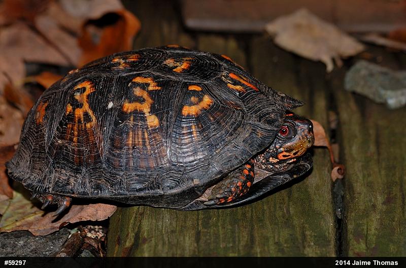 Eastern Box Turtle
