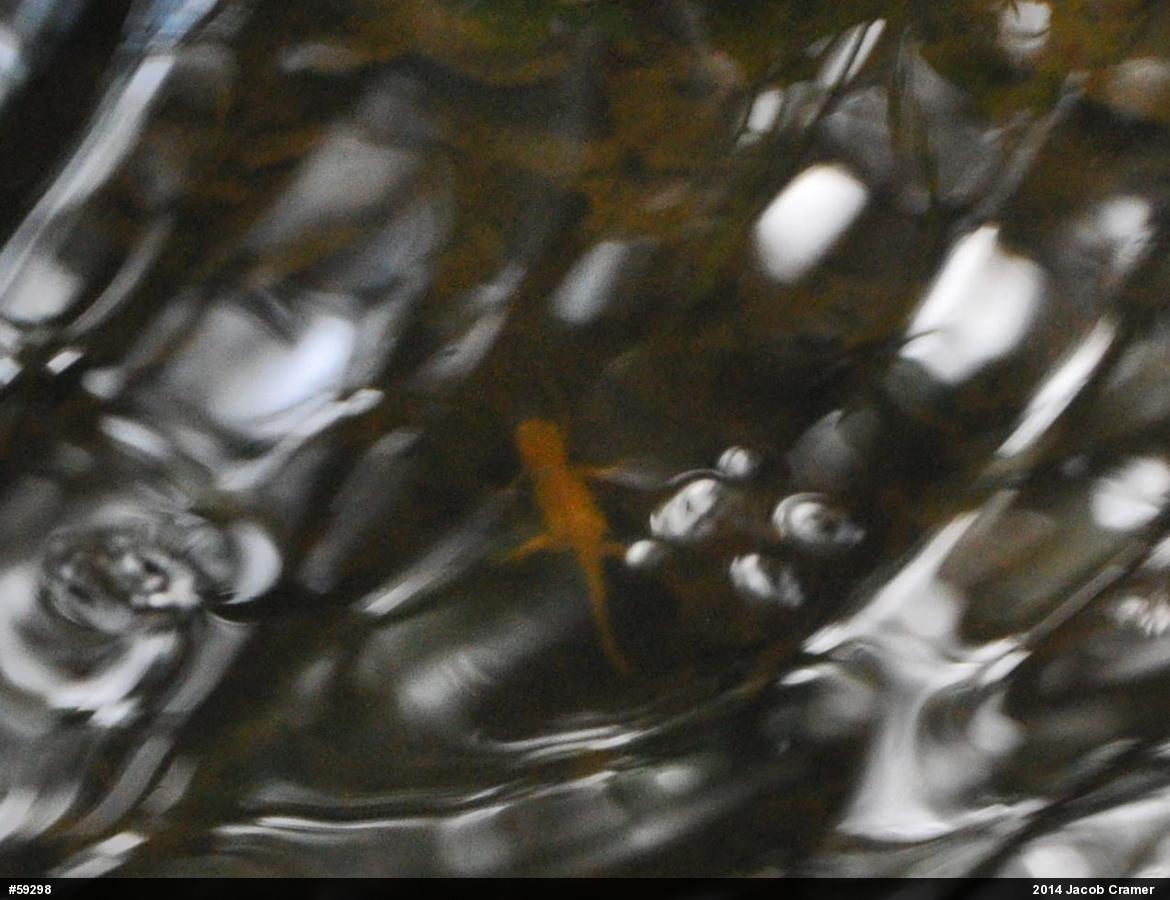 Red-spotted Newt