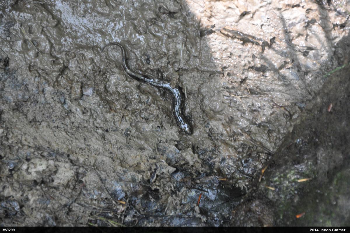 Northern Dusky Salamander