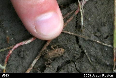 Eastern American Toad