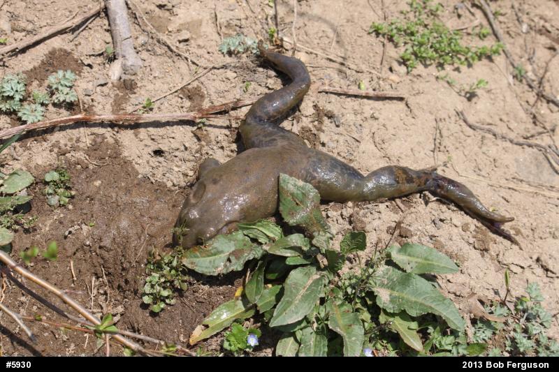 American Bullfrog