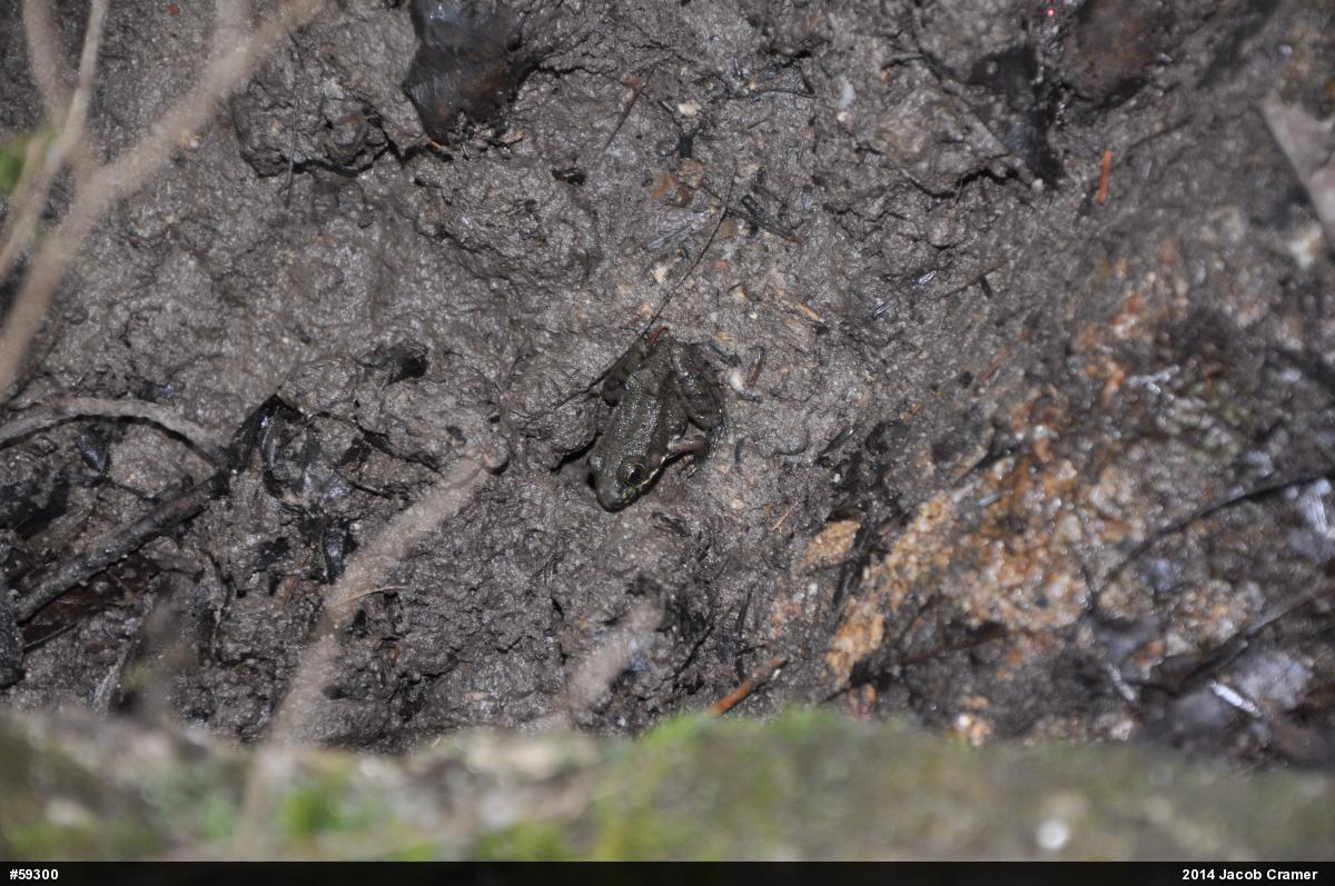 Green Frog