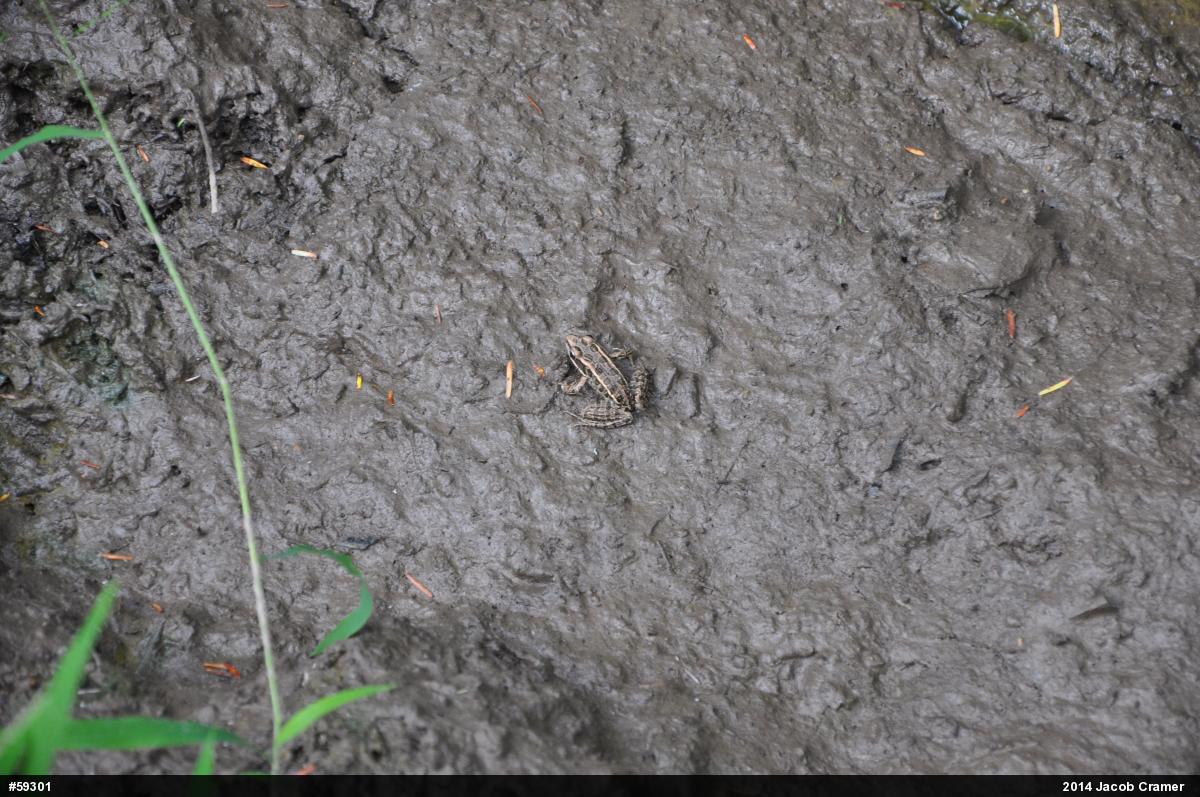 Pickerel Frog