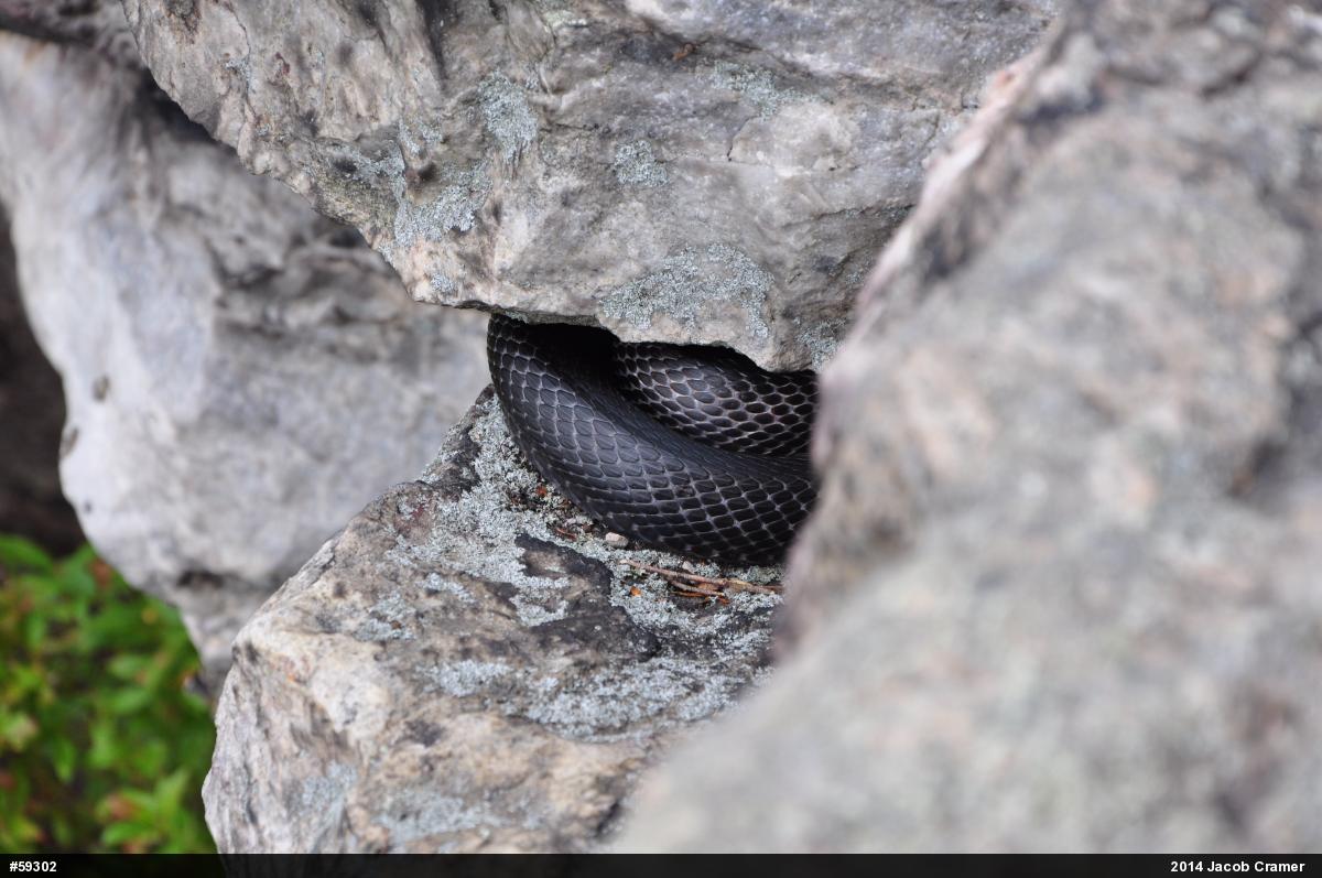 Eastern Ratsnake