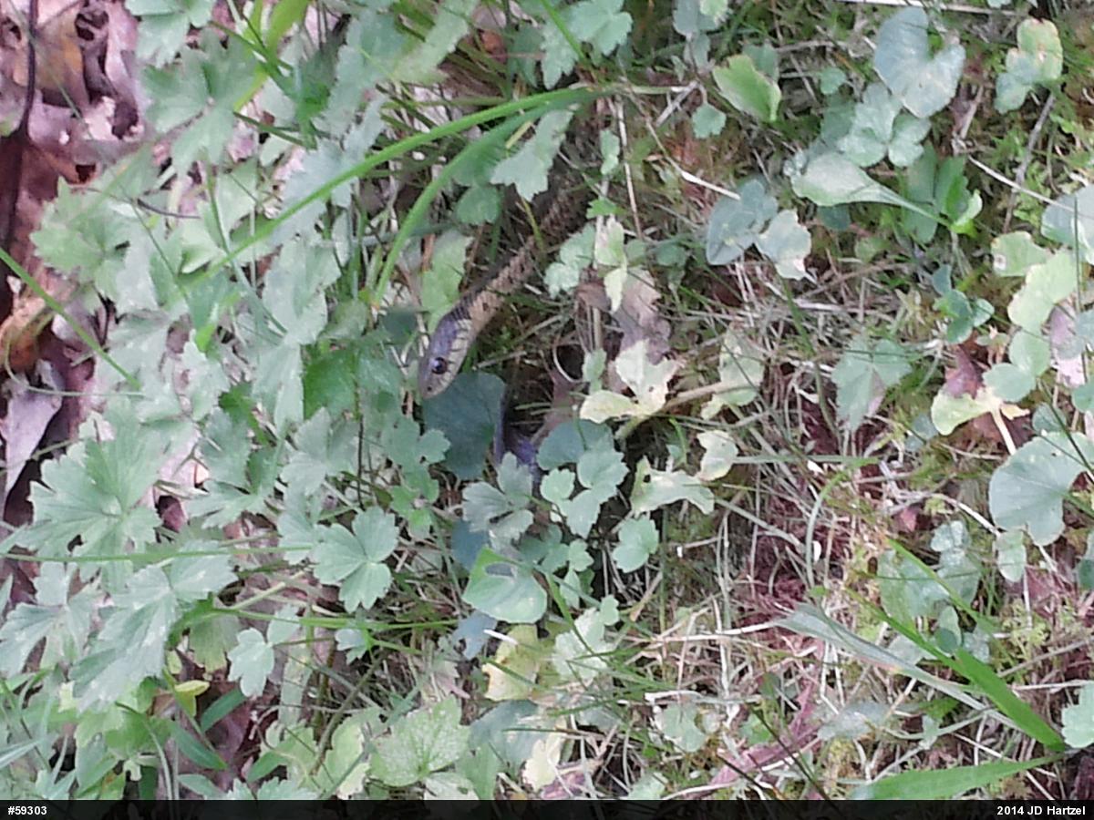 Eastern Gartersnake